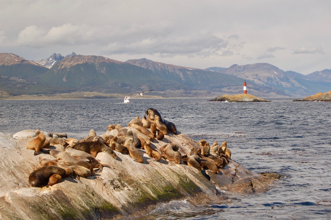 Colônia de lobos marinhos em ilha rochosa no Canal de Beagle, com o Farol Les Éclaireurs ao fundo