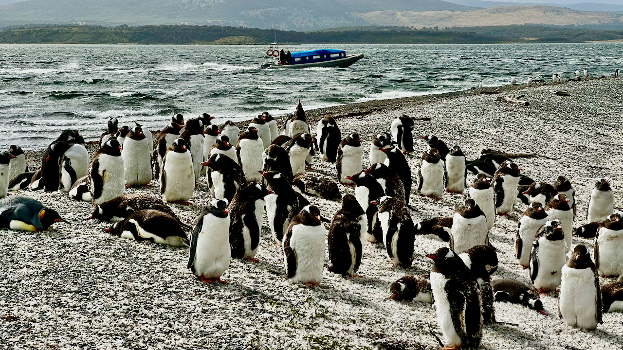 Pinguins na Ilha Martillo — Canal de Beagle