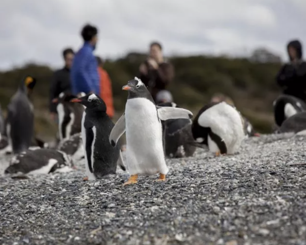 Pinguins na Isla Martillo — Ushuaia