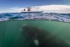 Observação de Baleias na Península Valdés desde Puerto Madryn