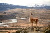 Trekking Porteria Sarmiento e Cachoeira Paine desde Puerto Natales
