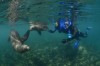 Snorkeling com lobos marinhos em Puerto Madryn