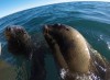 Snorkeling com lobos marinhos em Puerto Madryn