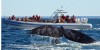 Observação de Baleias na Península Valdés desde Puerto Madryn