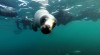 Snorkeling com lobos marinhos em Puerto Madryn
