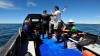 Snorkeling com lobos marinhos em Puerto Madryn
